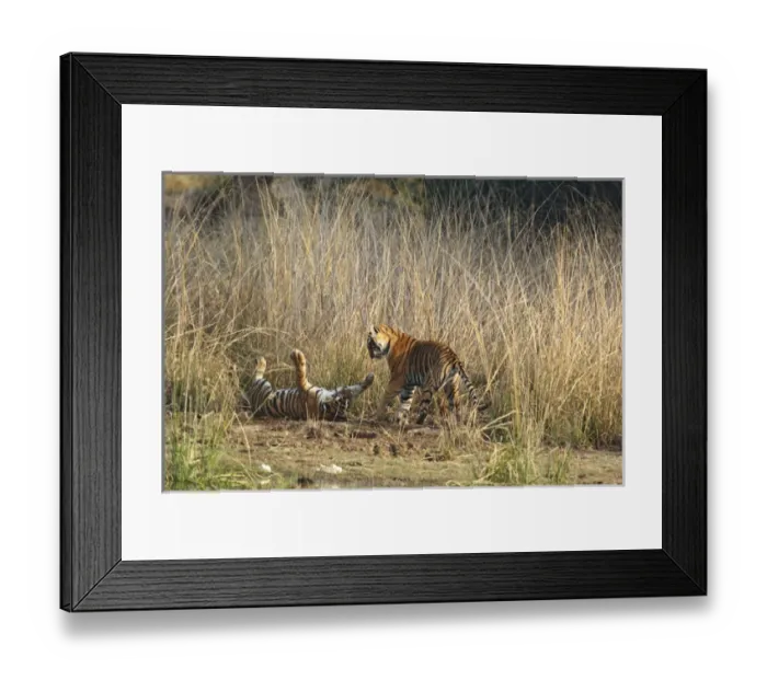Framed Print : Royal Bengal Tigers playing, Ranthambhor National Park, India Framed Print : Royal Bengal Tigers playing, Ranthambhor National Park, India