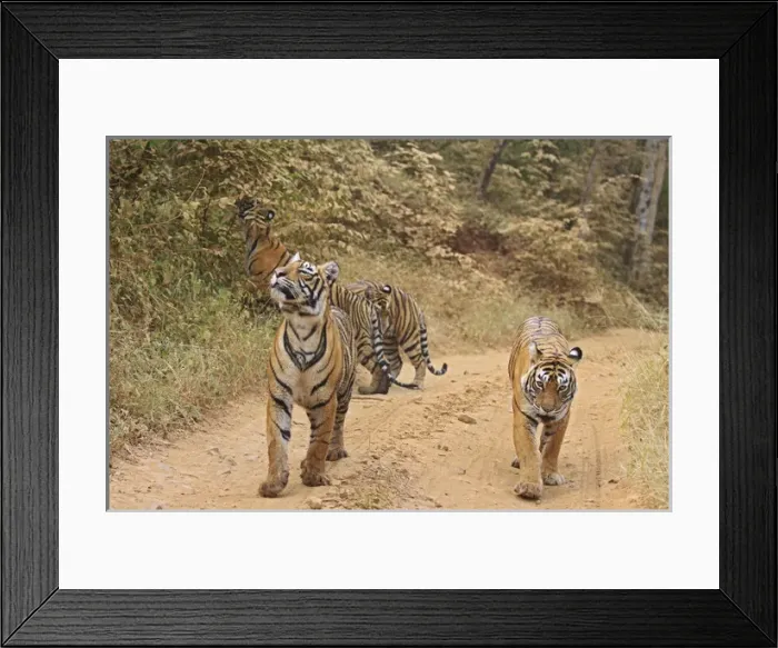 Framed Print : Royal Bengal Tigers on the track, Ranthambhor National Park, India Framed Print : Royal Bengal Tigers on the track, Ranthambhor National Park, India