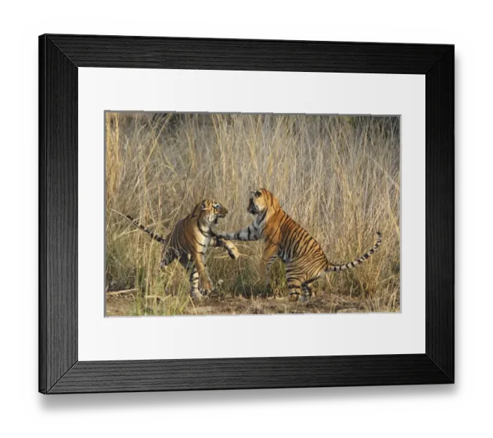 Framed Print : Royal Bengal Tigers play - fighting, Ranthambhor National Park, India Framed Print : Royal Bengal Tigers play - fighting, Ranthambhor National Park, India