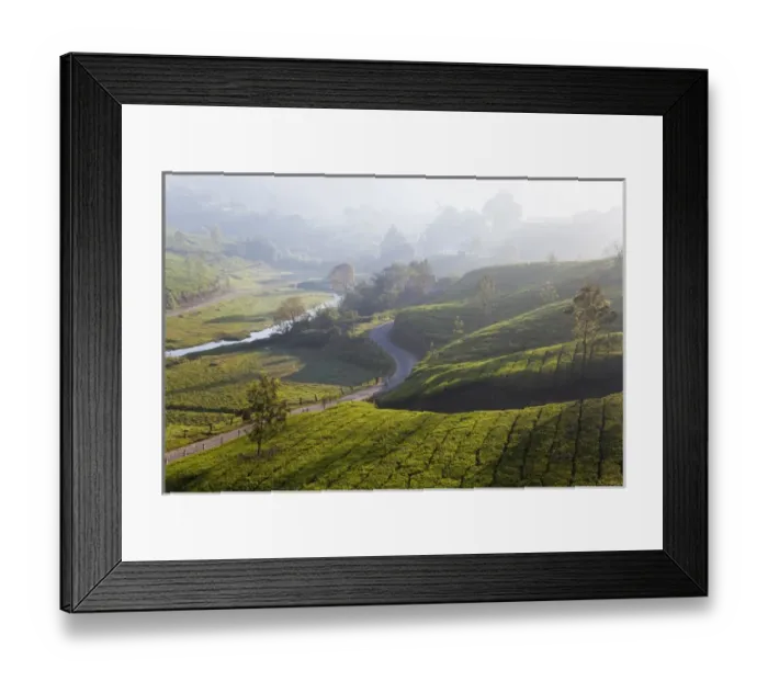 Framed Print : Tea Plantations, Munnar, Western Ghats, Kerala, South India Framed Print : Tea Plantations, Munnar, Western Ghats, Kerala, South India
