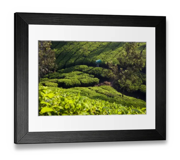 Framed Print : Tea Plantations, Munnar, Western Ghats, Kerala, South India