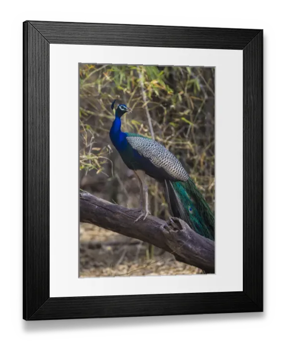 Framed Print : Asia. India. Peacock (Pavo cristatus) on display at Bandahavgarh Tiger Reserve Framed Print : Asia. India. Peacock (Pavo cristatus) on display at Bandahavgarh Tiger Reserve