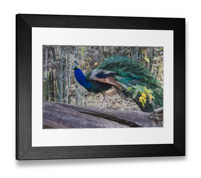 Framed Print : Asia. India. Peacock (Pavo cristatus) on display at Bandahavgarh Tiger Reserve
