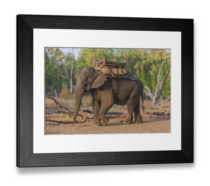 Framed Print : Asia. India. Asian elephant (Elephas maximus) used in safari tourism at Bandhavgarh