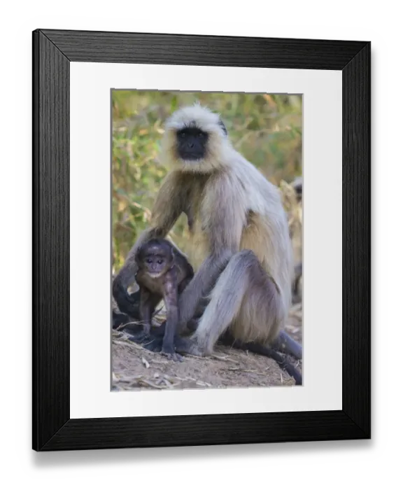 Framed Print : Asia. India. Grey langur, or Hanuman langur (Semnopithecus entellus) at Bandhavgarh Framed Print : Asia. India. Grey langur, or Hanuman langur (Semnopithecus entellus) at Bandhavgarh