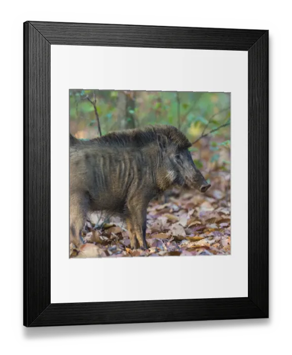 Framed Print : Asia. India. Indian boar (Sus scrofa cristatus) at Kanha Tiger reserve Framed Print : Asia. India. Indian boar (Sus scrofa cristatus) at Kanha Tiger reserve
