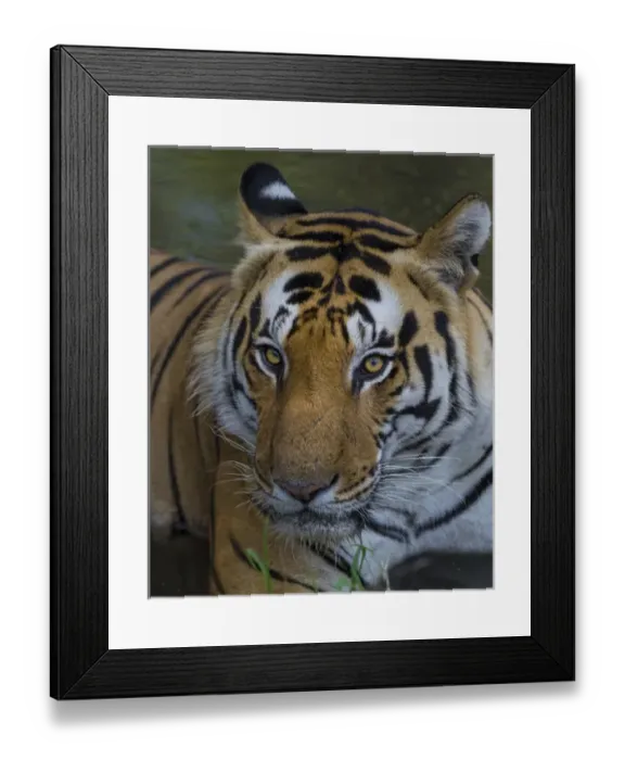 Framed Print : Asia. India. Male Bengal tiger (Pantera tigris tigris) enjoys the cool of a water Framed Print : Asia. India. Male Bengal tiger (Pantera tigris tigris) enjoys the cool of a water