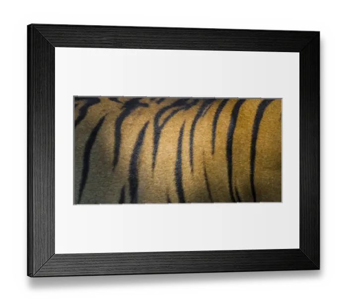 Framed Print : Asia. India. Male Bengal tiger skin (Pantera tigris tigris) showing the stripes that Framed Print : Asia. India. Male Bengal tiger skin (Pantera tigris tigris) showing the stripes that