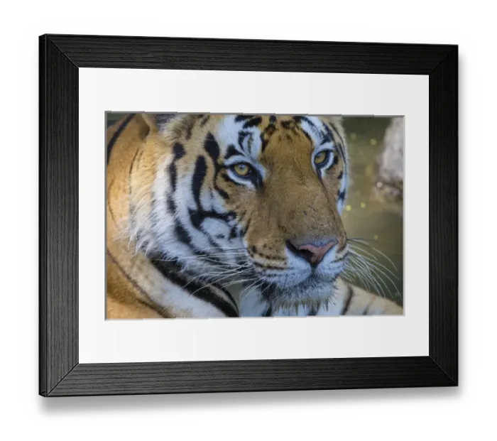 Framed Print : Asia. India. Male Bengal tiger (Pantera tigris tigris) enjoys the cool of a water