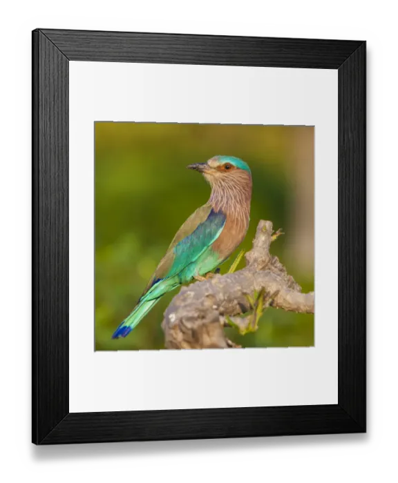 Framed Print : Asia. India. Indian Roller (Coracias benghalensis) at Bandhavgarh Tiger Reserve Framed Print : Asia. India. Indian Roller (Coracias benghalensis) at Bandhavgarh Tiger Reserve