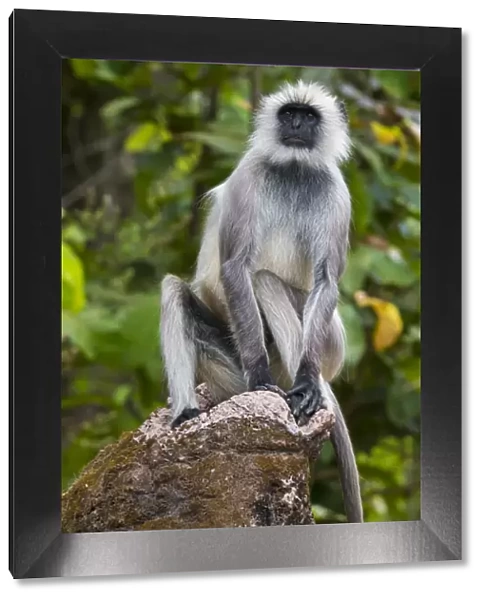 Asia. India. Grey langur, or Hanuman langur (Semnopithecus entellus) at Kanha Tiger