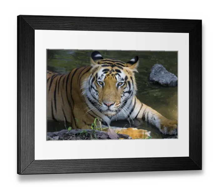 Framed Print : Asia. India. Male Bengal tiger (Pantera tigris tigris) enjoys the cool of a water Framed Print : Asia. India. Male Bengal tiger (Pantera tigris tigris) enjoys the cool of a water