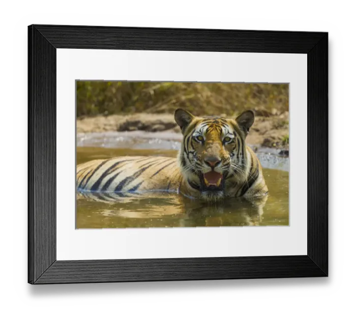 Framed Print : Asia. India. Male Bengal tiger (Pantera tigris tigris) enjoys the cool of a water Framed Print : Asia. India. Male Bengal tiger (Pantera tigris tigris) enjoys the cool of a water
