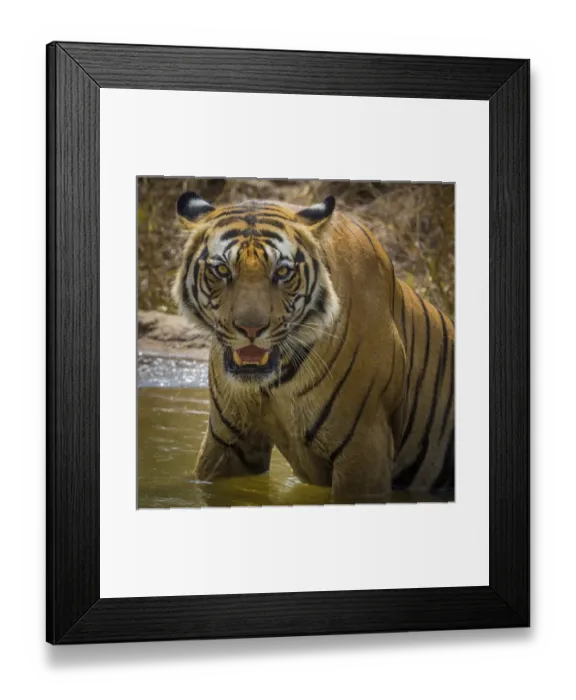 Framed Print : Asia. India. Male Bengal tiger (Pantera tigris tigris) enjoys the cool of a water