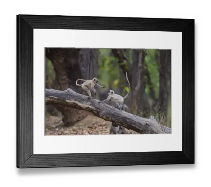 Framed Print : Asia. India. Grey langur, or Hanuman langur (Semnopithecus entellus) at Bandhavgarh