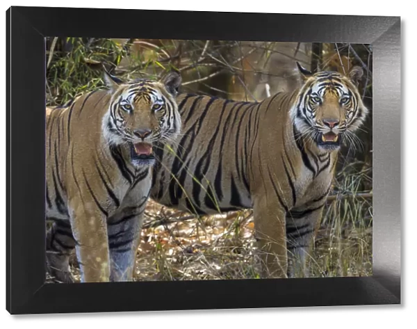 Asia. India. A pair of male Bengal tigers (Pantera tigris tigris) enjoy the cool