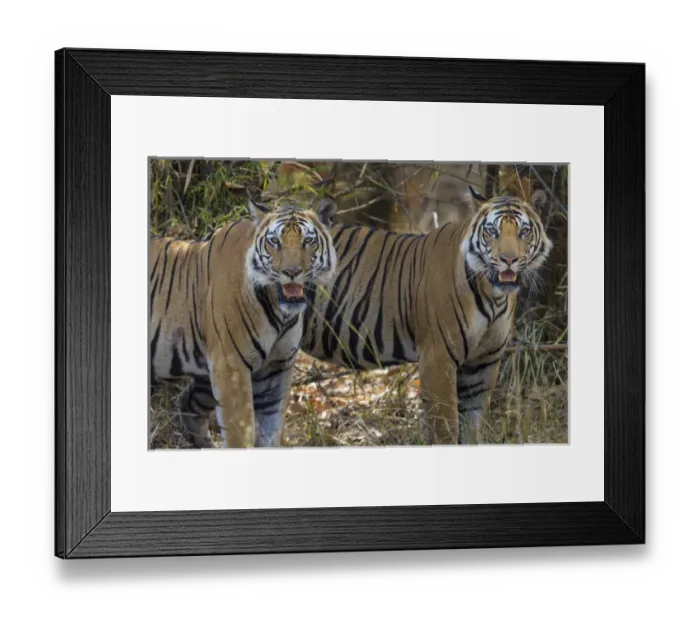 Framed Print : Asia. India. A pair of male Bengal tigers (Pantera tigris tigris) enjoy the cool Framed Print : Asia. India. A pair of male Bengal tigers (Pantera tigris tigris) enjoy the cool