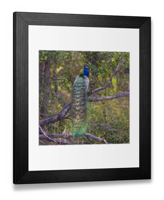 Framed Print : Asia. India. Peacock (Pavo cristatus) on display at Bandahavgarh Tiger Reserve Framed Print : Asia. India. Peacock (Pavo cristatus) on display at Bandahavgarh Tiger Reserve