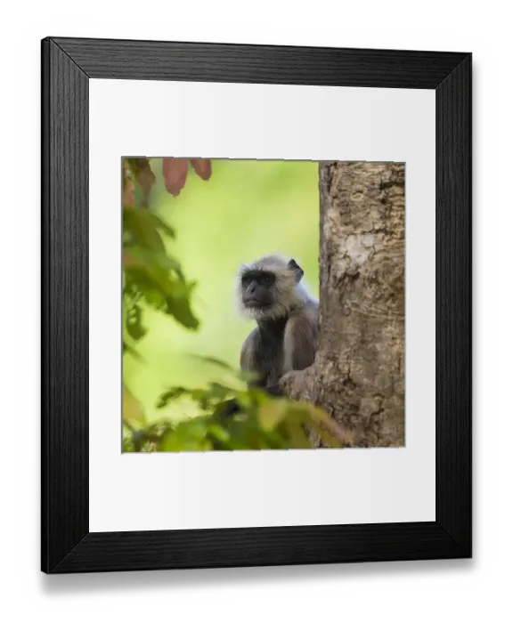 Framed Print : Asia. India. Grey langur, or Hanuman langur (Semnopithecus entellus) at Bandhavgarh Framed Print : Asia. India. Grey langur, or Hanuman langur (Semnopithecus entellus) at Bandhavgarh