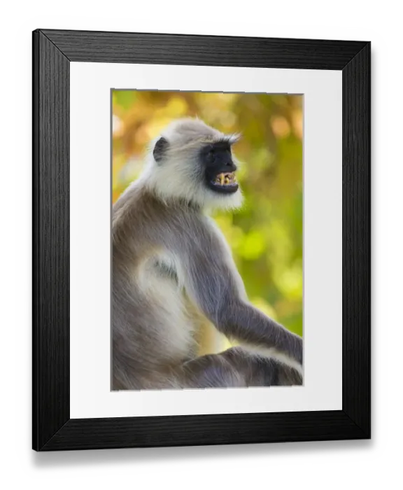 Framed Print : Asia. India. Grey langur, or Hanuman langur (Semnopithecus entellus) at Bandhavgarh Framed Print : Asia. India. Grey langur, or Hanuman langur (Semnopithecus entellus) at Bandhavgarh