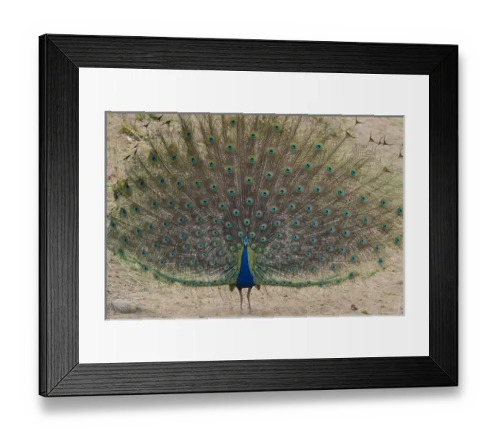 Framed Print : Asia. India. Peacock (Pavo cristatus) on display at Bandahavgarh Tiger Reserve Framed Print : Asia. India. Peacock (Pavo cristatus) on display at Bandahavgarh Tiger Reserve
