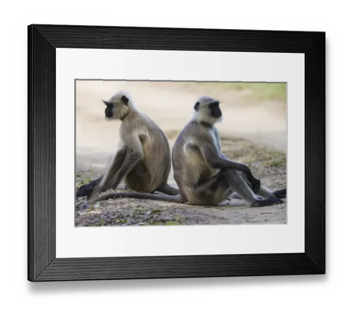 Framed Print : Asia. India. Grey langur, or Hanuman langur (Semnopithecus entellus) at Bandhavgarh Framed Print : Asia. India. Grey langur, or Hanuman langur (Semnopithecus entellus) at Bandhavgarh