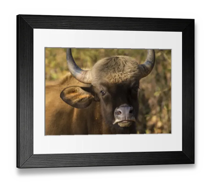 Framed Print : Asia. India. Gaur, or Indian wild bison (Bos gaurus) at Kanha tiger reserve