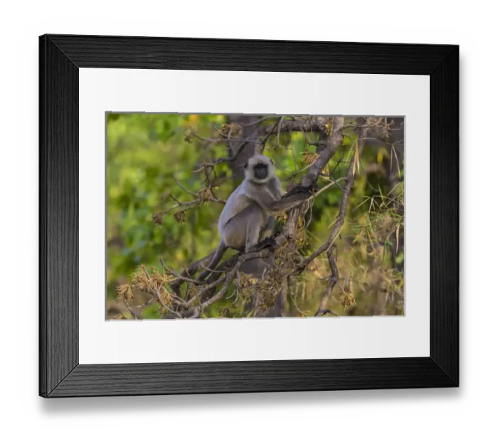 Framed Print : Asia. India. Grey langur, or Hanuman langur (Semnopithecus entellus) at Bandhavgarh Framed Print : Asia. India. Grey langur, or Hanuman langur (Semnopithecus entellus) at Bandhavgarh