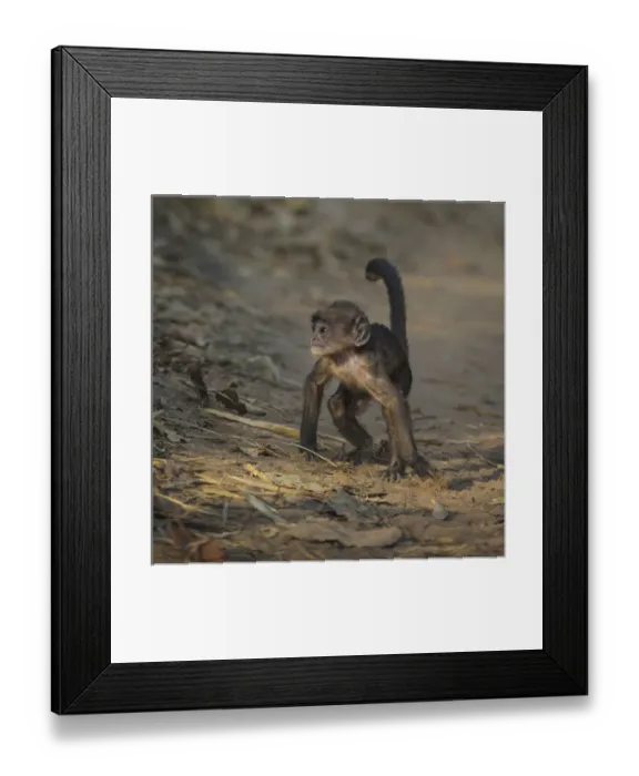 Framed Print : Asia. India. Juvenile Grey langur, or Hanuman langur (Semnopithecus entellus) Framed Print : Asia. India. Juvenile Grey langur, or Hanuman langur (Semnopithecus entellus)