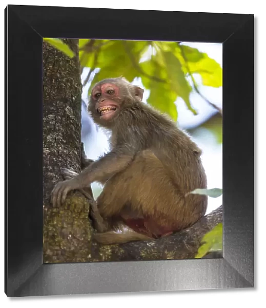 Asia. India. Rhesus macaque (Macaca mulatta) at Bandhavgarh Tiger Reserve