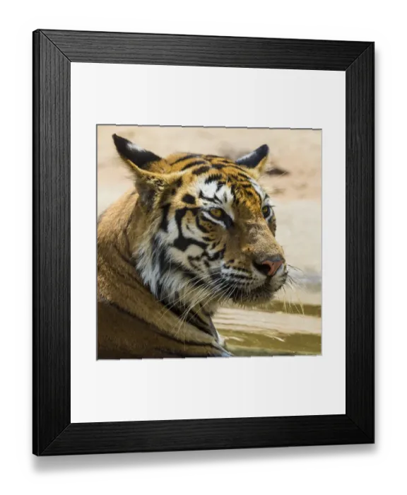 Framed Print : Asia. India. Female Bengal tiger (Pantera tigris tigris) enjoys the cool of a water