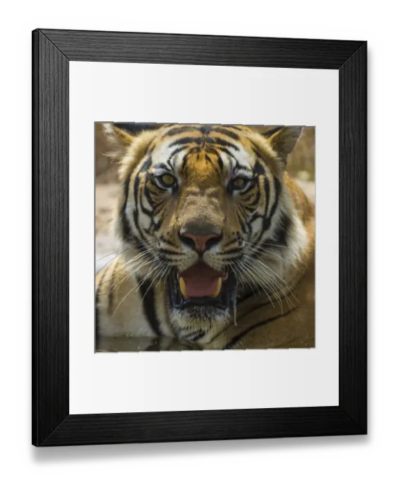 Framed Print : Asia. India. Male Bengal tiger (Pantera tigris tigris) enjoys the cool of a water Framed Print : Asia. India. Male Bengal tiger (Pantera tigris tigris) enjoys the cool of a water