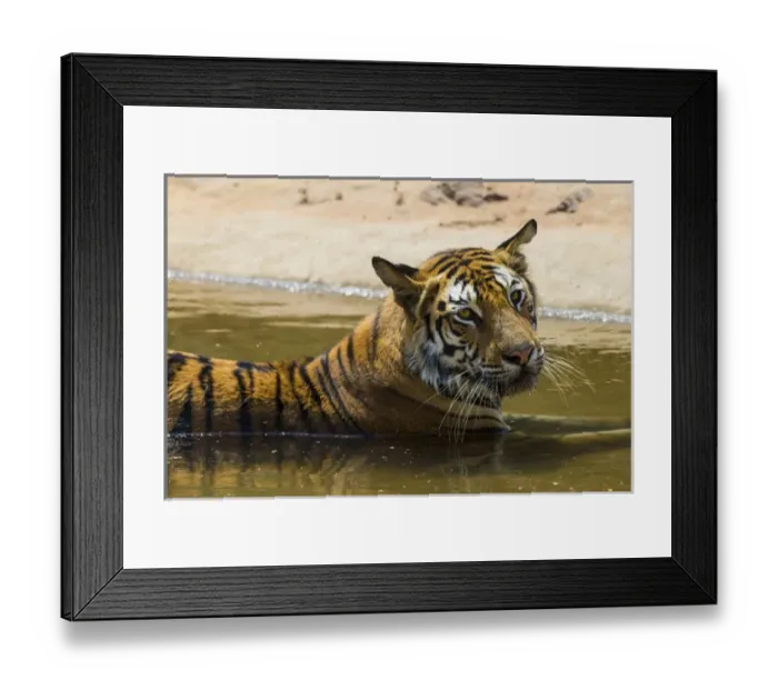 Framed Print : Asia. India. Female Bengal tiger (Pantera tigris tigris) enjoys the cool of a water
