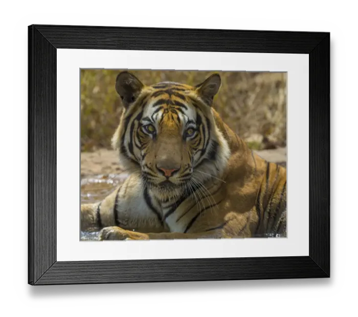 Framed Print : Asia. India. Male Bengal tiger (Pantera tigris tigris) enjoys the cool of a water