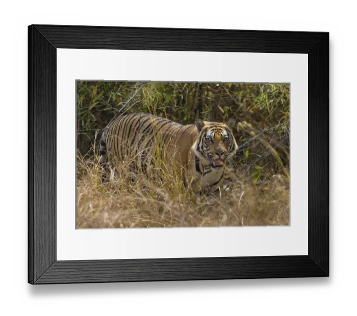 Framed Print : Asia. India. Male Bengal tiger (Pantera tigris tigris) enjoys the cool of a water Framed Print : Asia. India. Male Bengal tiger (Pantera tigris tigris) enjoys the cool of a water