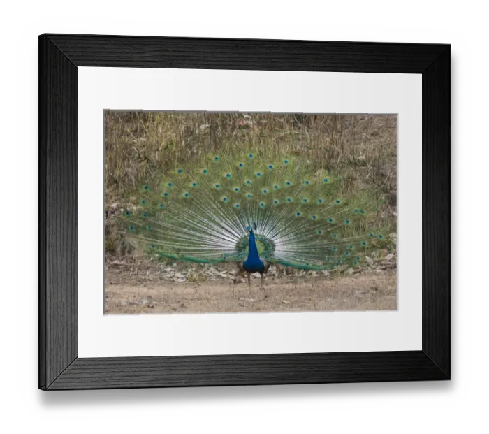 Framed Print : Asia. India. Peacock (Pavo cristatus) on display at Bandahavgarh Tiger Reserve