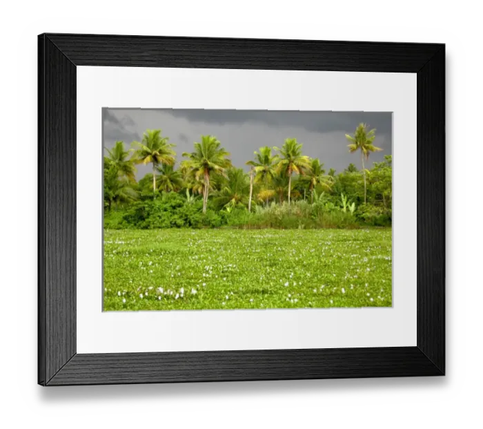 Framed Print : Asia, India, Kerala (Backwaters). Shoreline of Kumarakom Lake Framed Print : Asia, India, Kerala (Backwaters). Shoreline of Kumarakom Lake