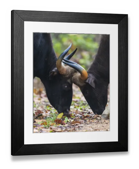 Framed Print : Asia. India. Gaur, or Indian wild bison (Bos gaurus) face off at Kanha tiger reserve Framed Print : Asia. India. Gaur, or Indian wild bison (Bos gaurus) face off at Kanha tiger reserve