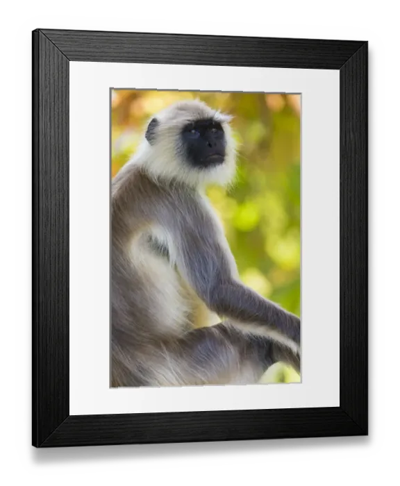 Framed Print : Asia. India. Grey langur, or Hanuman langur (Semnopithecus entellus) at Bandhavgarh Framed Print : Asia. India. Grey langur, or Hanuman langur (Semnopithecus entellus) at Bandhavgarh