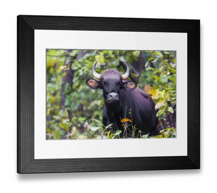 Framed Print : Asia. India. Gaur, or Indian wild bison (Bos gaurus) at Kanha tiger reserve