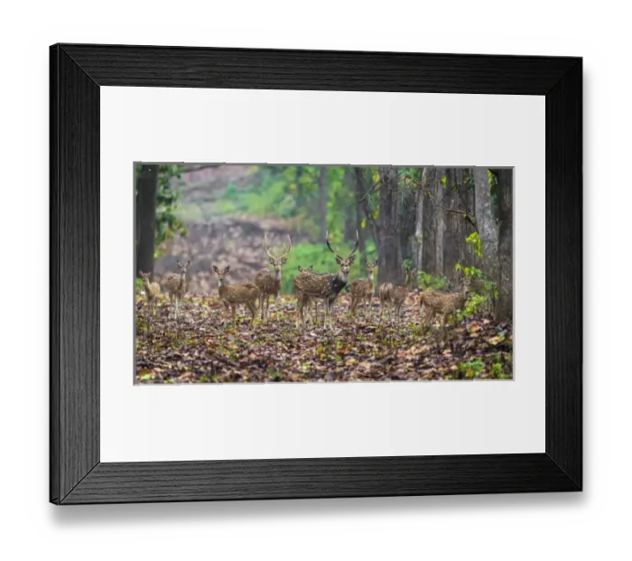 Framed Print : Asia. India. Chital, or spotted deer (Axis axis) at Kanha Tiger Reserve (NP)