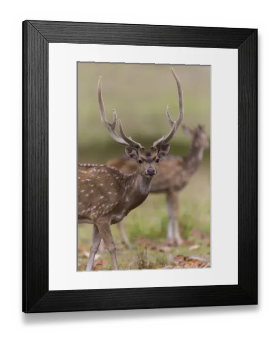 Framed Print : Asia. India. Chital, or spotted deer (Axis axis) at Kanha Tiger Reserve (NP) Framed Print : Asia. India. Chital, or spotted deer (Axis axis) at Kanha Tiger Reserve (NP)