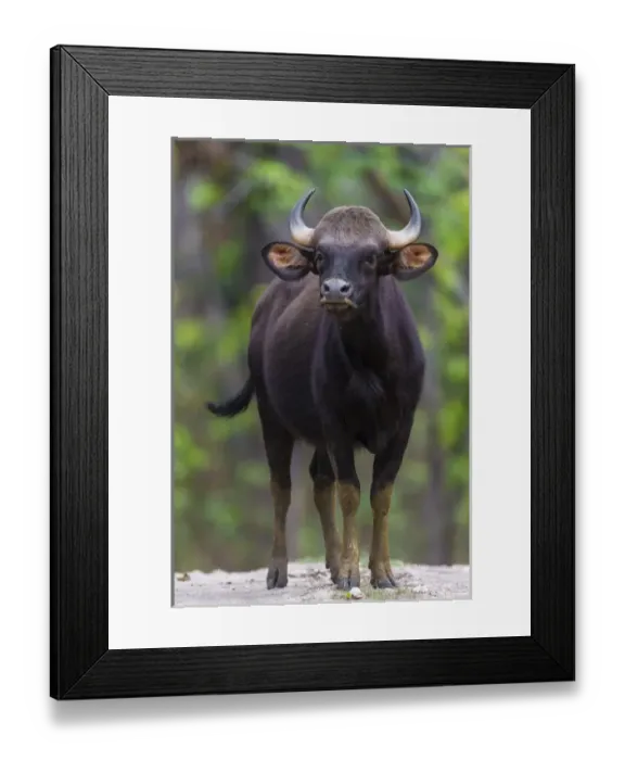 Framed Print : Asia. India. Gaur, or Indian wild bison (Bos gaurus) at Kanha tiger reserve Framed Print : Asia. India. Gaur, or Indian wild bison (Bos gaurus) at Kanha tiger reserve