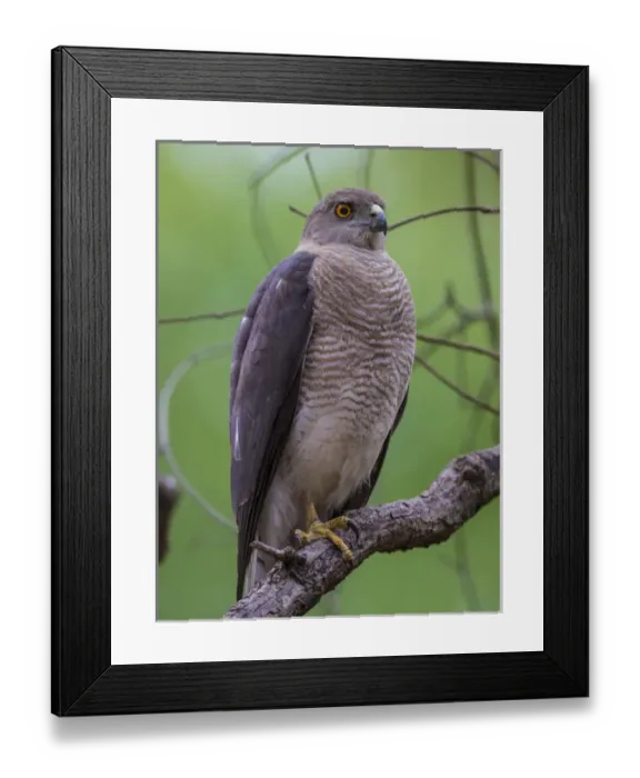 Framed Print : Asia. India. Shikra (Accipiter badius) at Kanha Tiger reserve