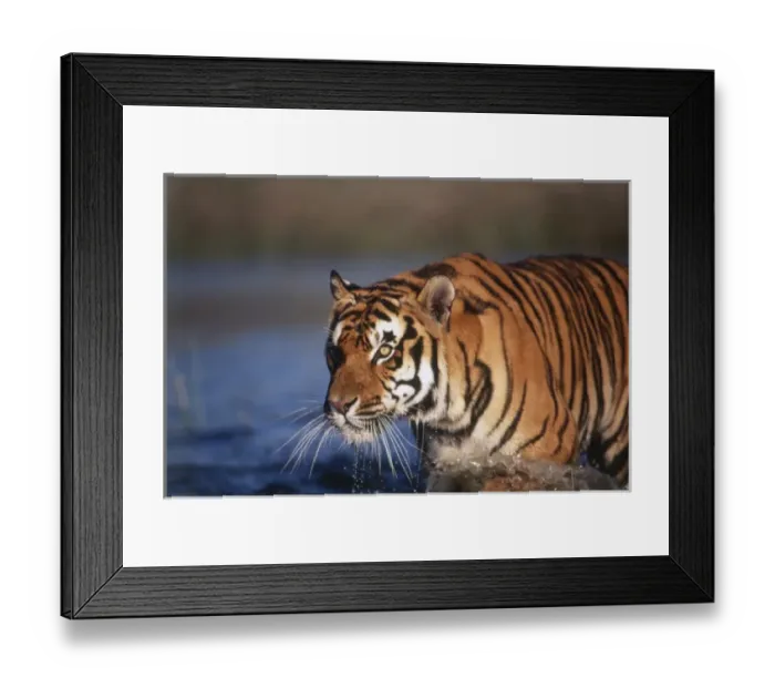 Framed Print : India, Bengal Tiger (Panthera tigris) Framed Print : India, Bengal Tiger (Panthera tigris)