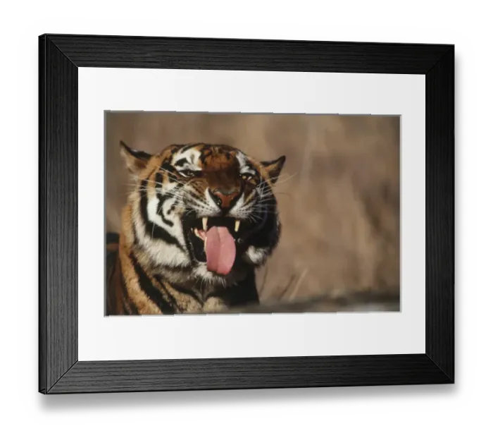 Framed Print : India, Bengal Tiger (Panthera tigris) Framed Print : India, Bengal Tiger (Panthera tigris)