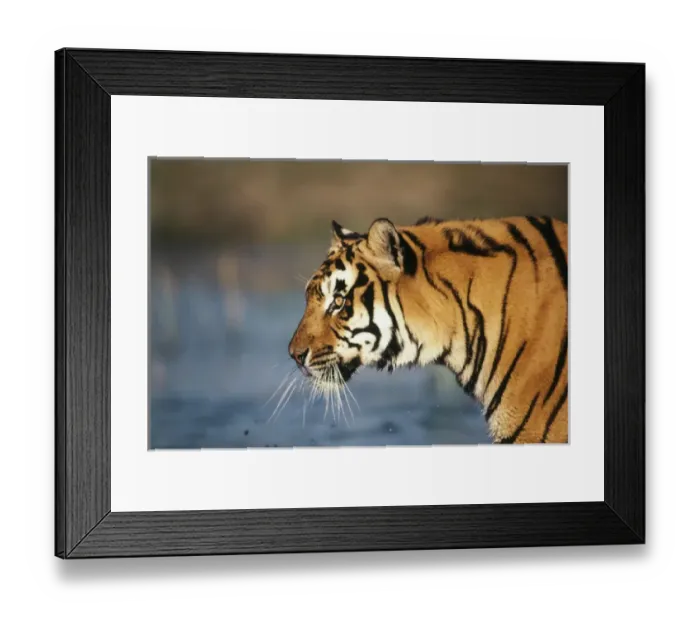Framed Print : India, Bengal Tiger (Panthera tigris) Framed Print : India, Bengal Tiger (Panthera tigris)