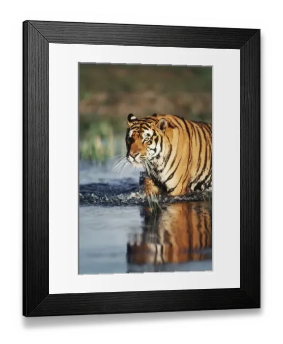 Framed Print : India, Bengal Tiger (Panthera tigris) Framed Print : India, Bengal Tiger (Panthera tigris)