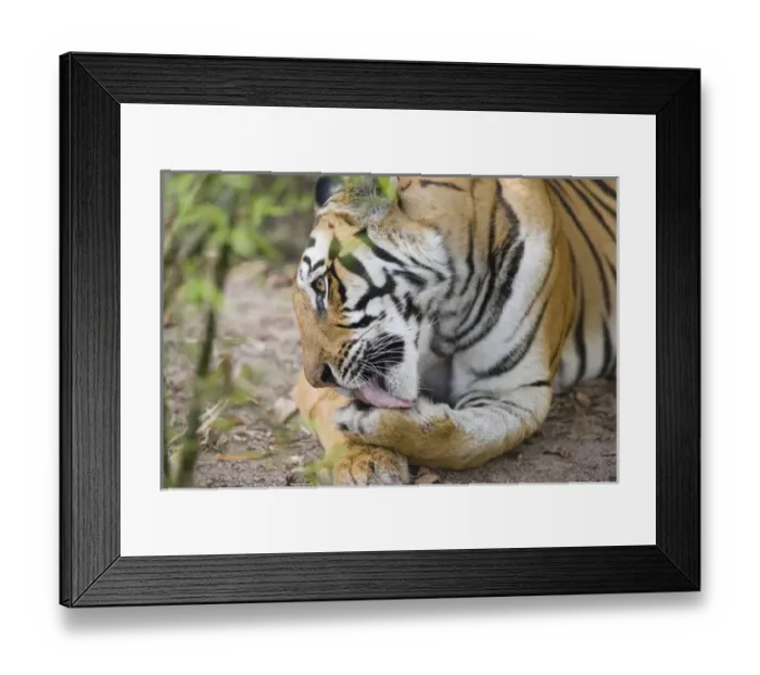 Framed Print : Bengal tigress licking paw, early morning, dry season