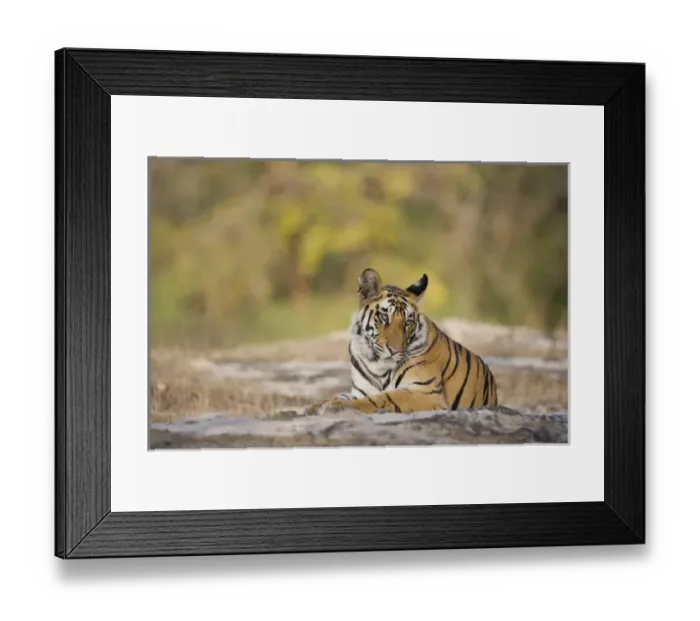 Framed Print : 17 months old Bengal tiger cub (male) resting in open area early morning, dry season